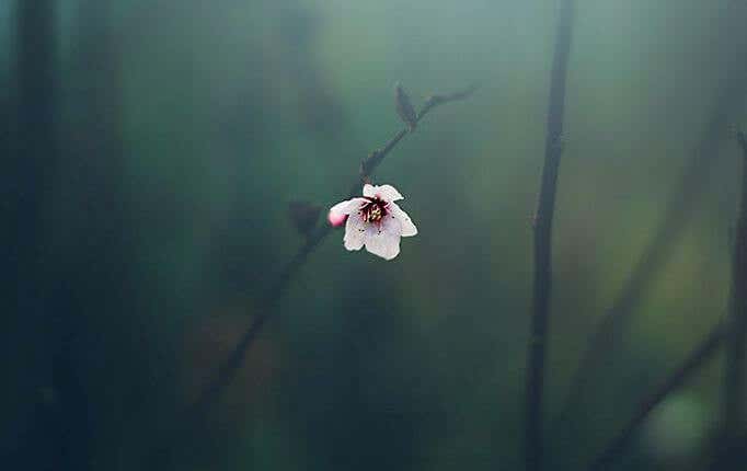 flor de almendro