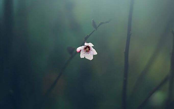 flor de almendro