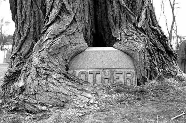 Lápida en un tronco con el epitafio "madre"