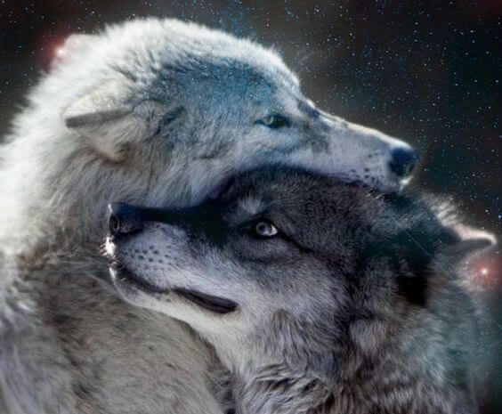 lobos grises