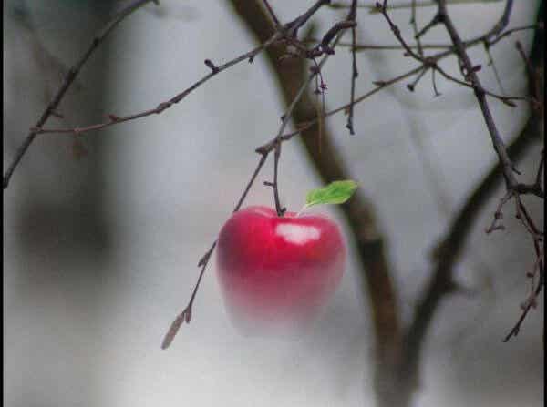 manzana suspendida en un árbol representando el inspirador cuento oriental
