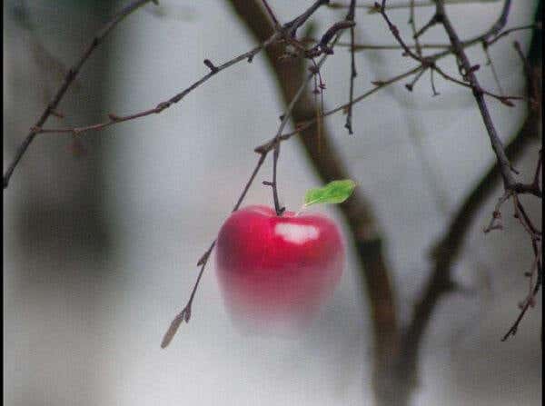 manzana suspendida en un árbol