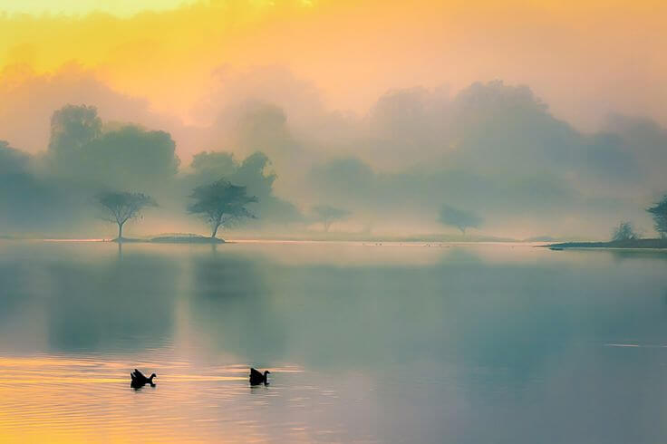 paisaje con niebla y dos cisnes