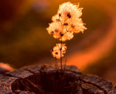 Planta en el interior de un tronco