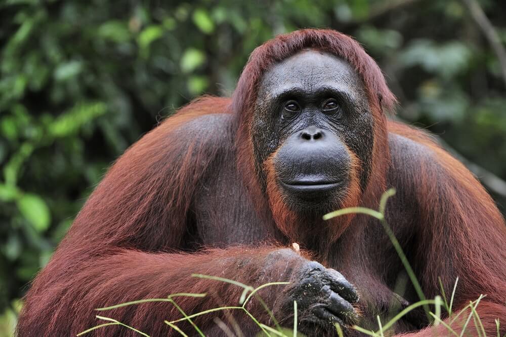 primate