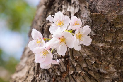 Qué hace a algunas personas más resilientes