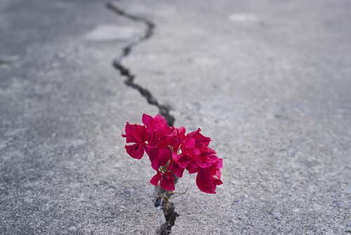 flowers growing in crack in the street