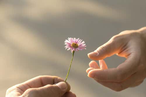 Hand giving a flower to another as a symbol of complete forgiveness.