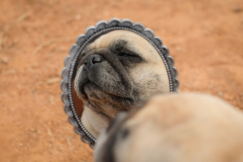 Perro infeliz mirando a un gesto