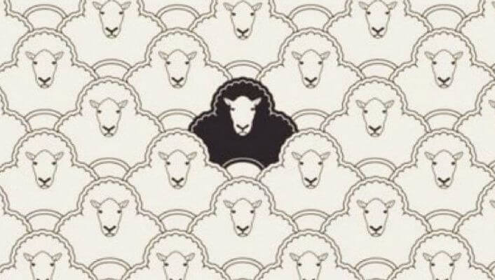 mouton noir