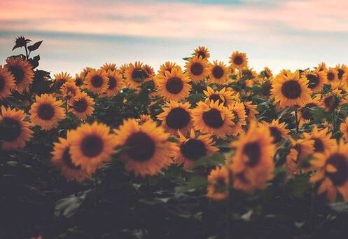 campo de girasoles representando la tristeza por la pérdida de los padres