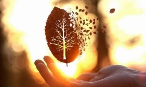 hoja fragmentada representando el valor de la educación