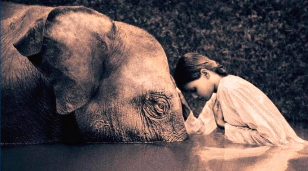niña-inclinada-ante-un-elefante niña inclinada ante un elefante