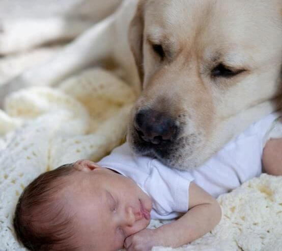 perro con la cabeza sobre un bebé