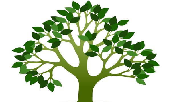 árbol de hojas verdes