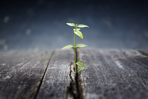 Planta creciendo en el suelo