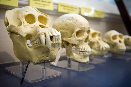 Cráneos dehomínidosp ara demostrar la teoría de Darwin