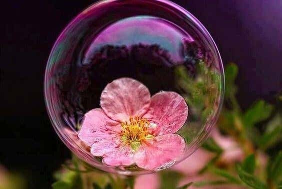 fleur en bulle