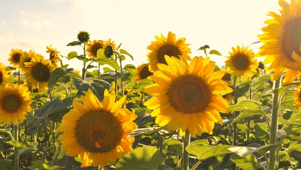 tournesols