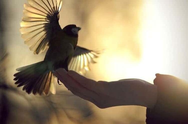 main libérant un oiseau