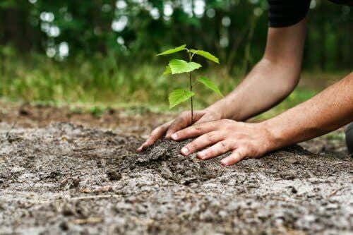 manos plantando árbol