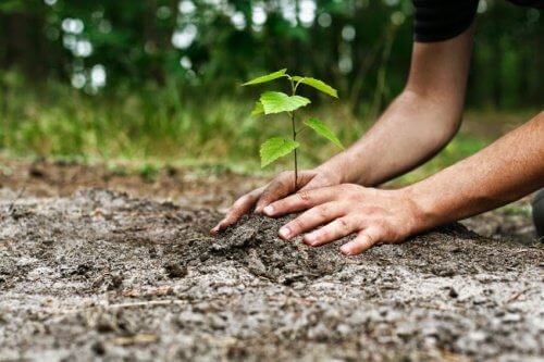 manos plantando árbol