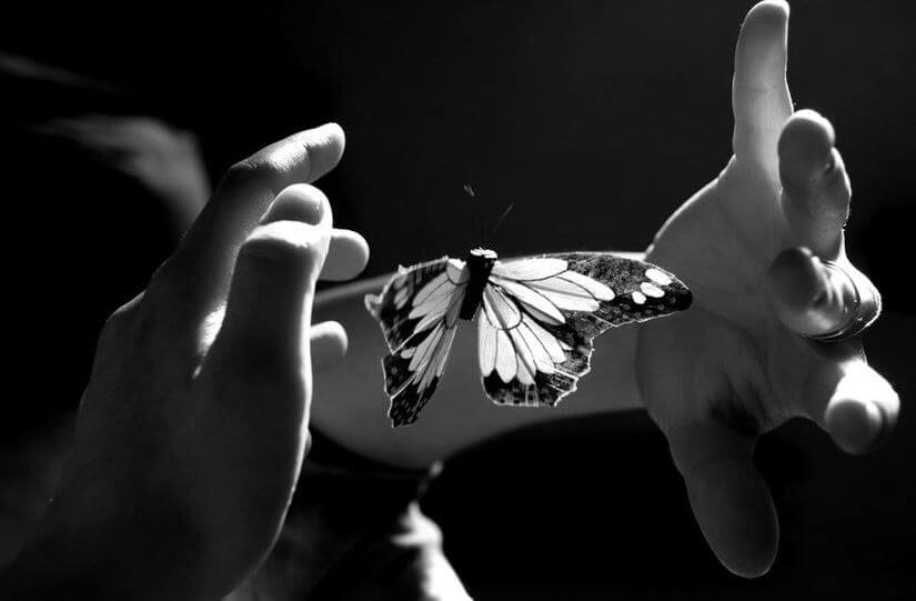 Mariposa entre dos manos