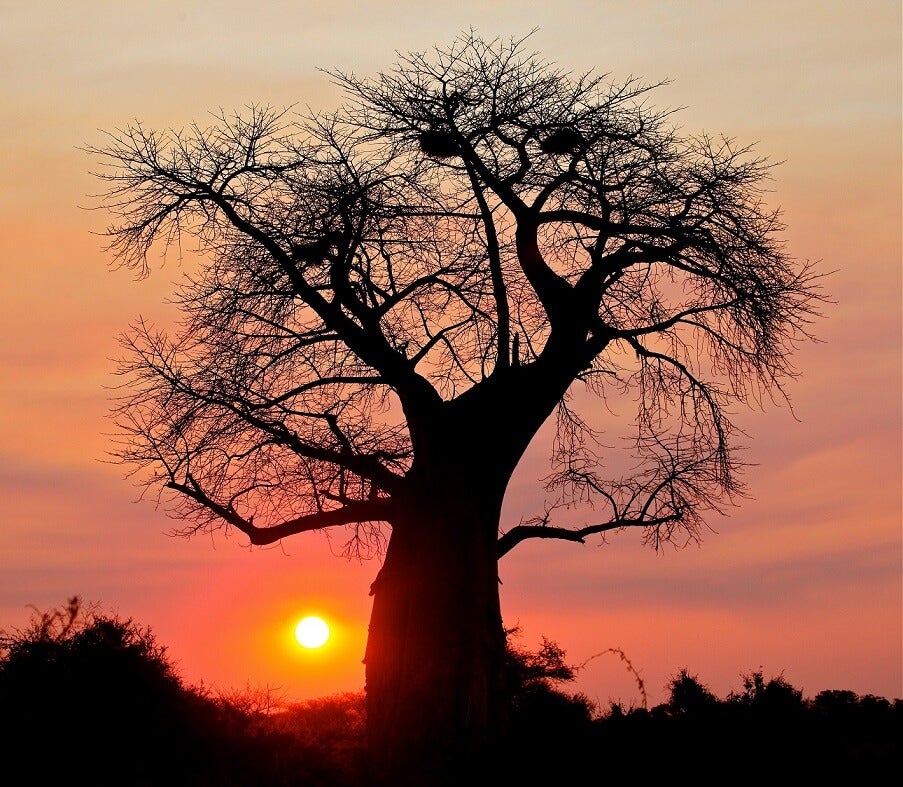 Baobabboom te zien in De kleine prins