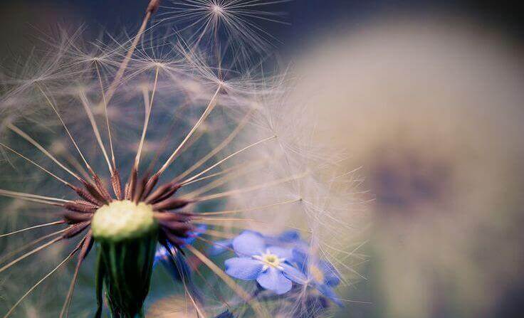 Diente de león con flor azul