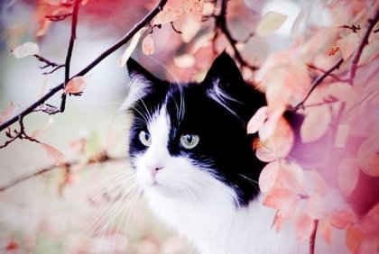 La historia del gato manchado y la golondrina Sinhá