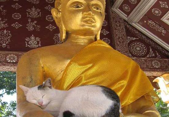 gato en un buda