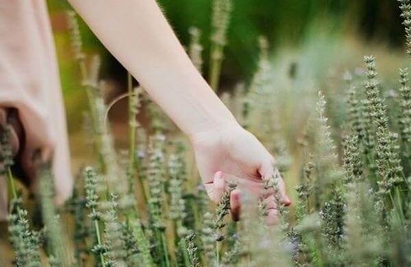 mano acariciando trigo