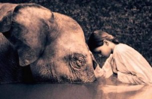Niña inclinando la cabeza hacia un elefante