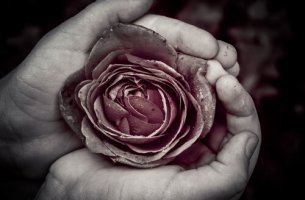 Mano con una rosa roja