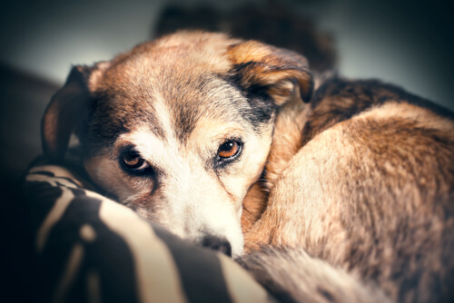 Perro