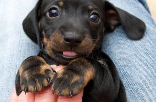 amor a un animal: cachorro