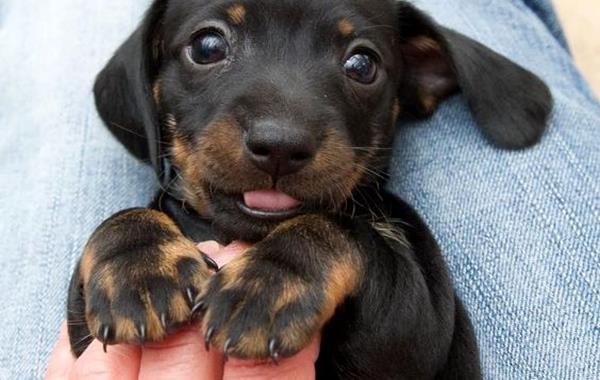 amor a un animal: cachorro