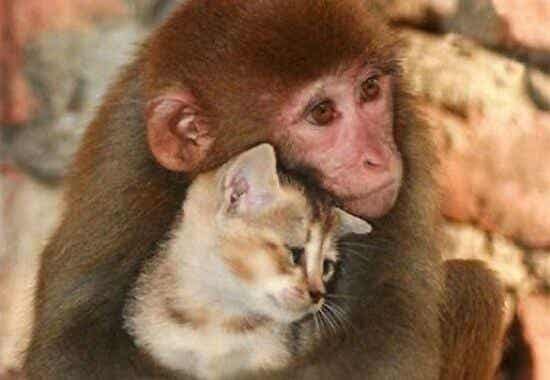 amor de un animal: mono abrazando un gato