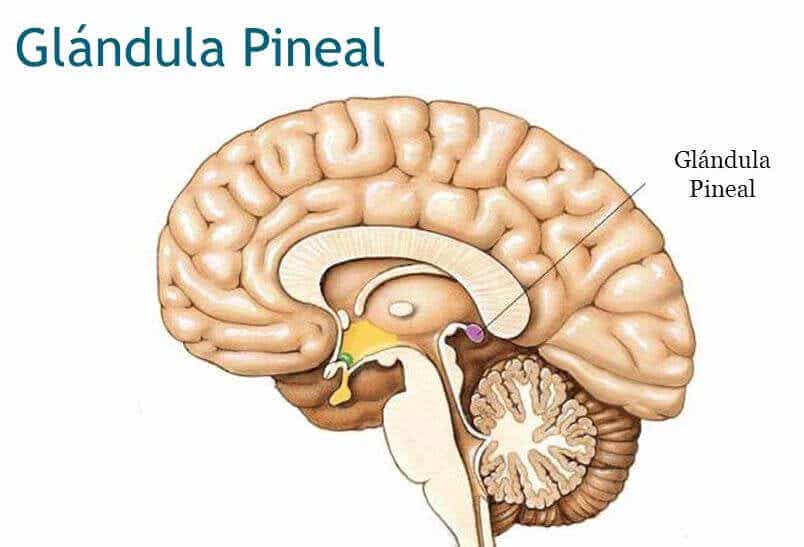 Cerebro con la glándula pineal, parte del epitálamo