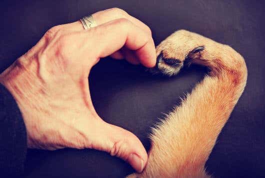 Main humaine avec la main d'un chien faisant un coeur