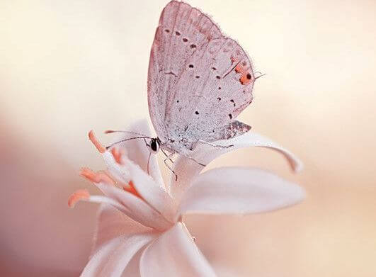 mariposa en una flor consiguiendo que todo fluya