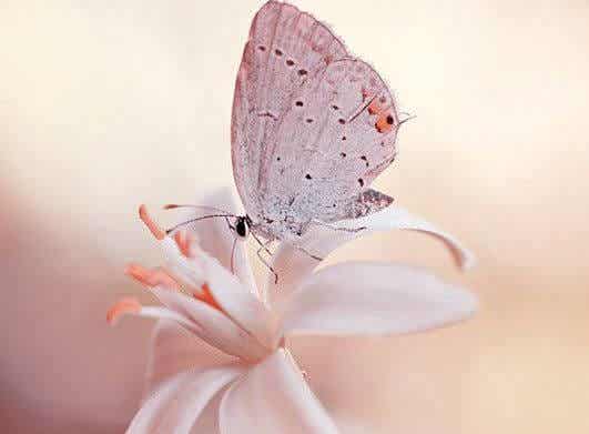 mariposa en una flor consiguiendo que todo fluya