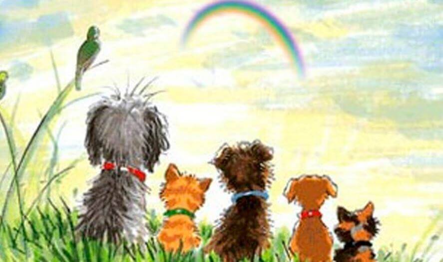 Perros y gatos de espalda