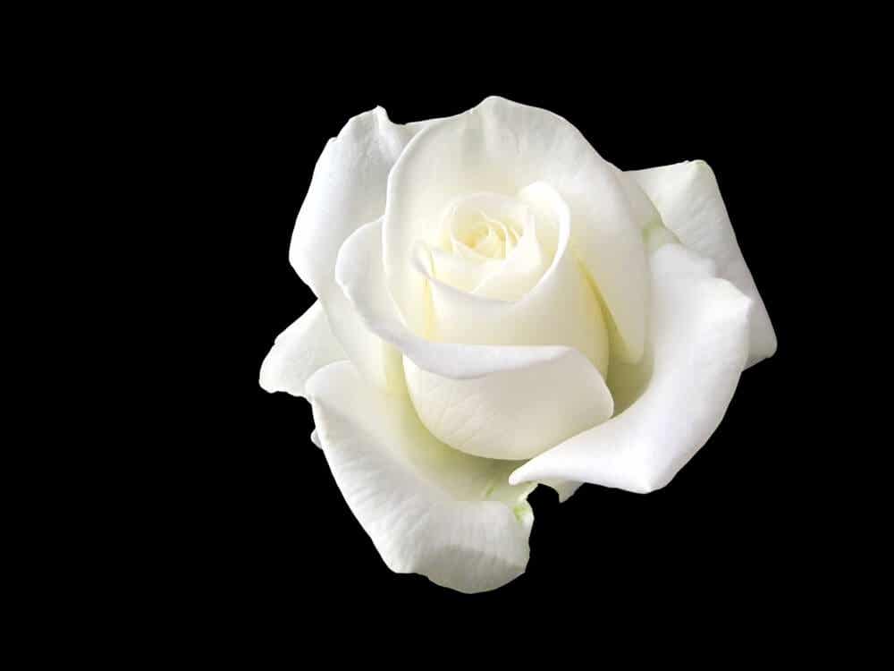 Sophie Scholl, la joven que le plantó cara a Hitler con una rosa blanca