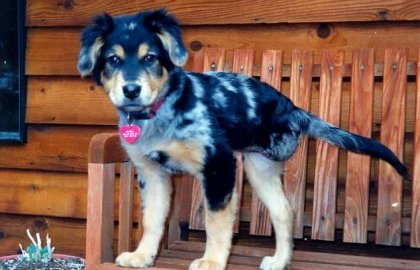 Lo que mi perro de tres patas me ha enseñado