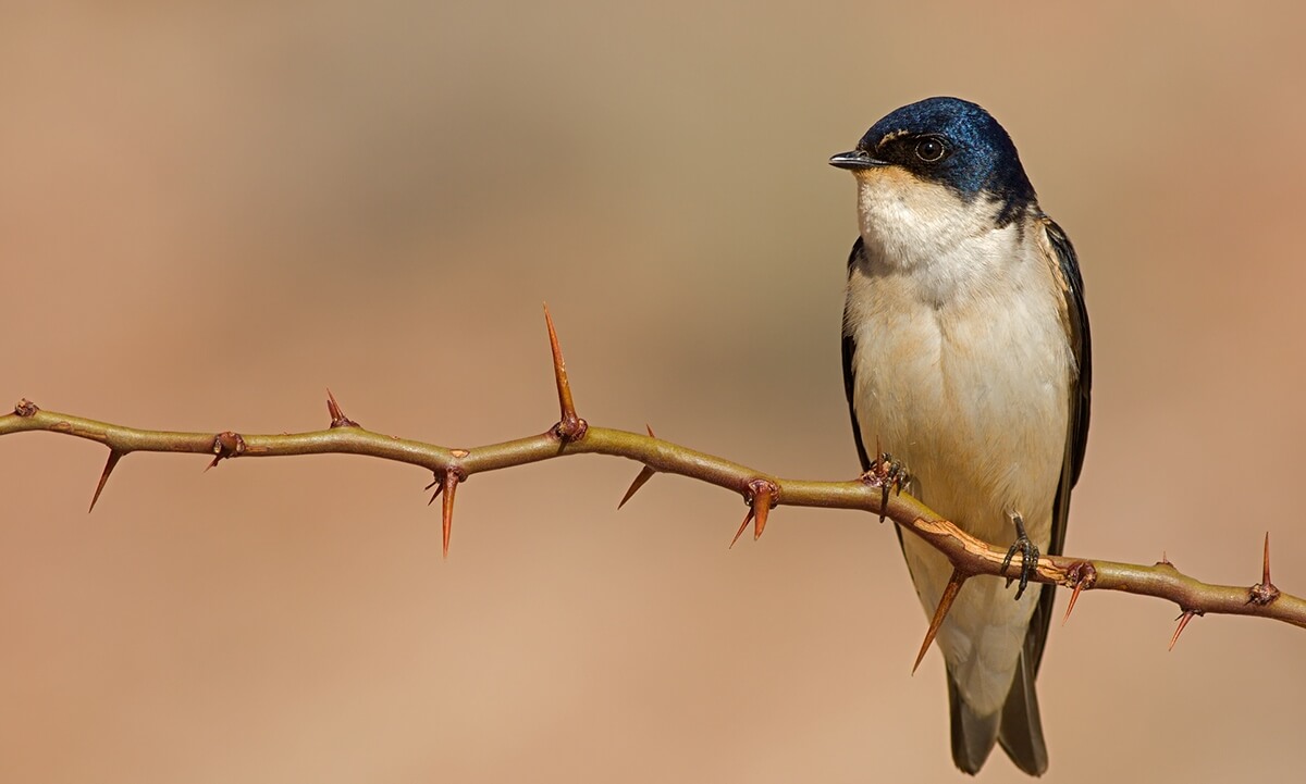 golondrina en una rama