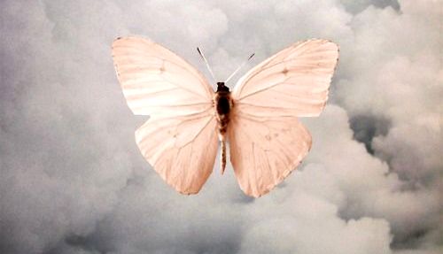 butterfly