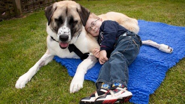 perro de tres patas con niño