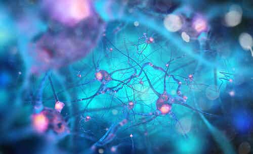 Neuronas conectadas