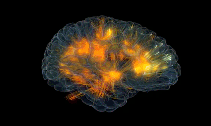 Cerebro representando la psicología de la conexión